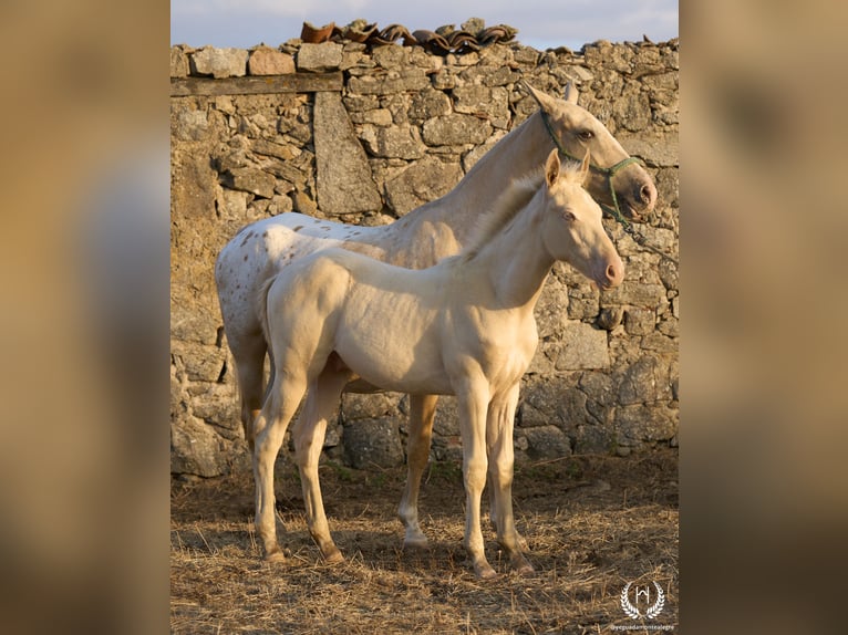 Spanish Sporthorse Stallion Foal (05/2024) Perlino in Navalperal De Pinares