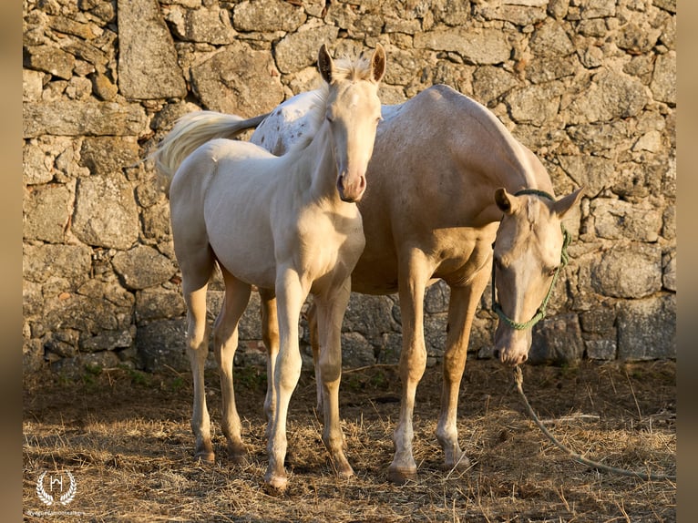 Spanish Sporthorse Stallion Foal (05/2024) Perlino in Navalperal De Pinares