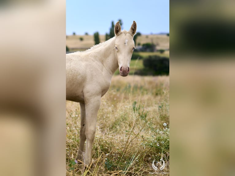 Spanish Sporthorse Stallion Foal (05/2024) Perlino in Navalperal De Pinares