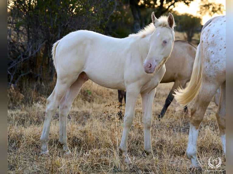 Spanish Sporthorse Stallion Foal (05/2024) Perlino in Navalperal De Pinares