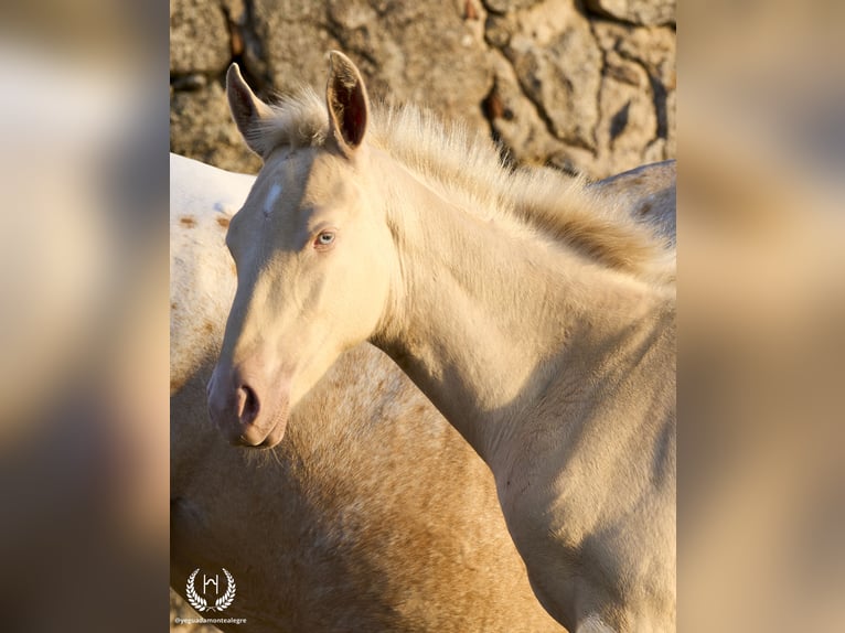 Spanish Sporthorse Stallion Foal (05/2024) Perlino in Navalperal De Pinares