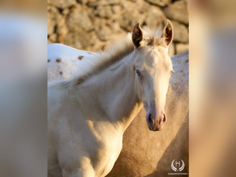 Spanish Sporthorse Stallion Foal (05/2024) Perlino in Navalperal De Pinares