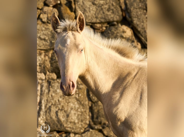 Spanish Sporthorse Stallion Foal (05/2024) Perlino in Navalperal De Pinares