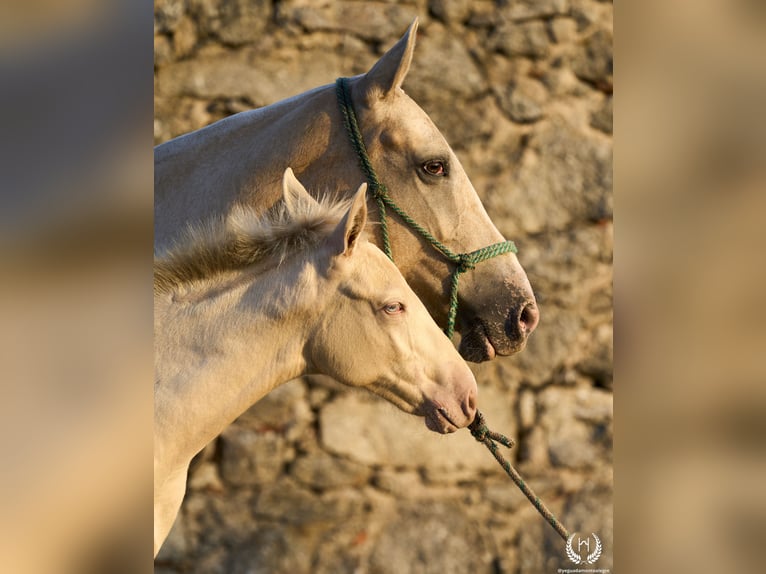 Spanish Sporthorse Stallion Foal (05/2024) Perlino in Navalperal De Pinares