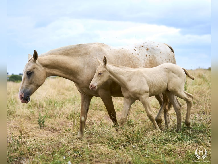 Spanish Sporthorse Stallion Foal (05/2024) Perlino in Navalperal De Pinares