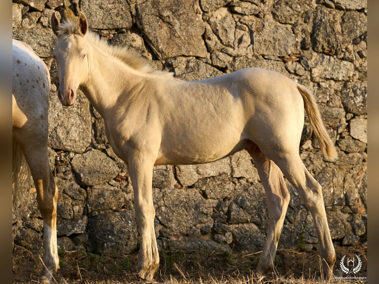 Spanish Sporthorse Stallion Foal (05/2024) Perlino in Navalperal De Pinares