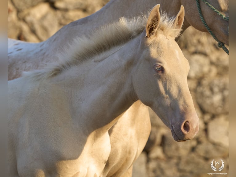 Spanish Sporthorse Stallion Foal (05/2024) Perlino in Navalperal De Pinares