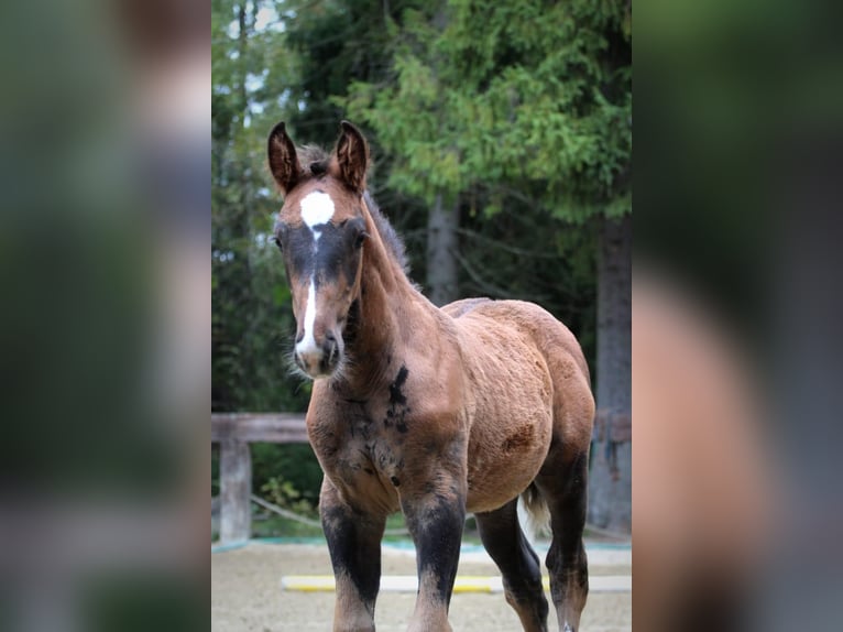 Spanish Sporthorse Stallion Foal (01/2025) in POLAN