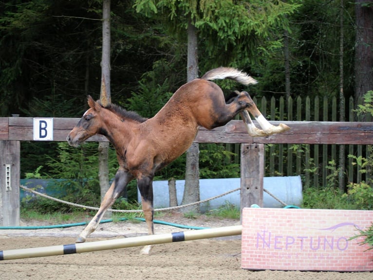 Spanish Sporthorse Stallion Foal (01/2025) in POLAN