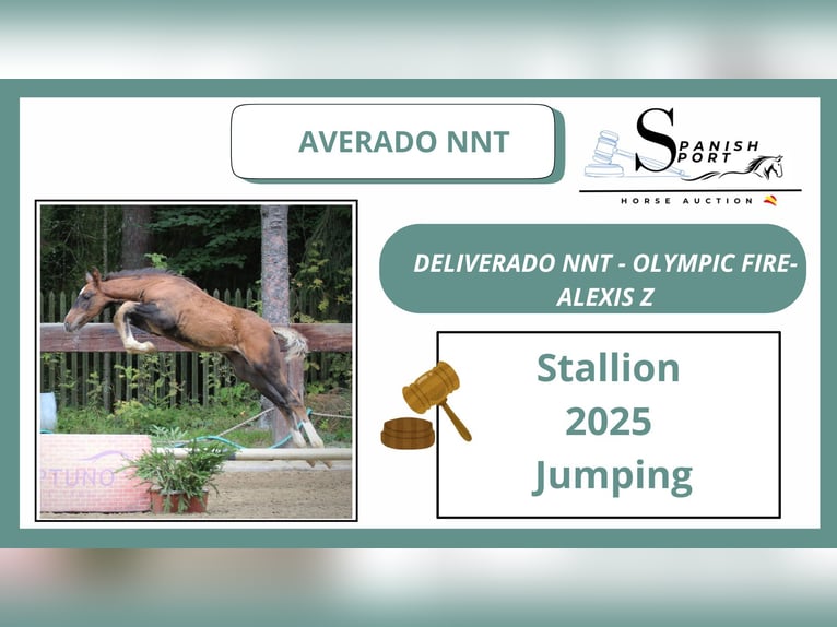 Spanish Sporthorse Stallion Foal (01/2025) in POLAN