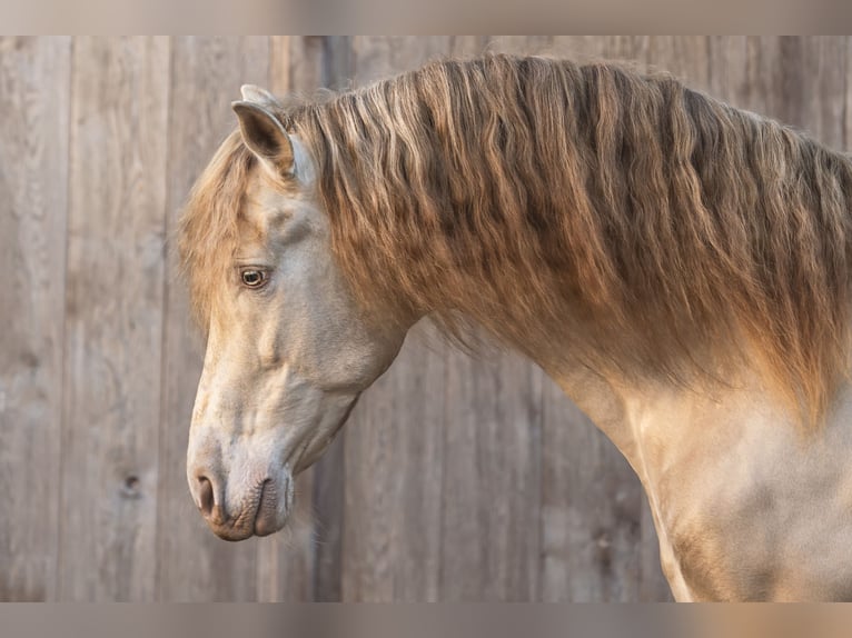 Spanish Sporthorse Stallion Perlino in Aartrijke