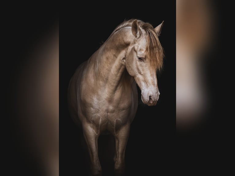 Spanish Sporthorse Stallion Perlino in Aartrijke