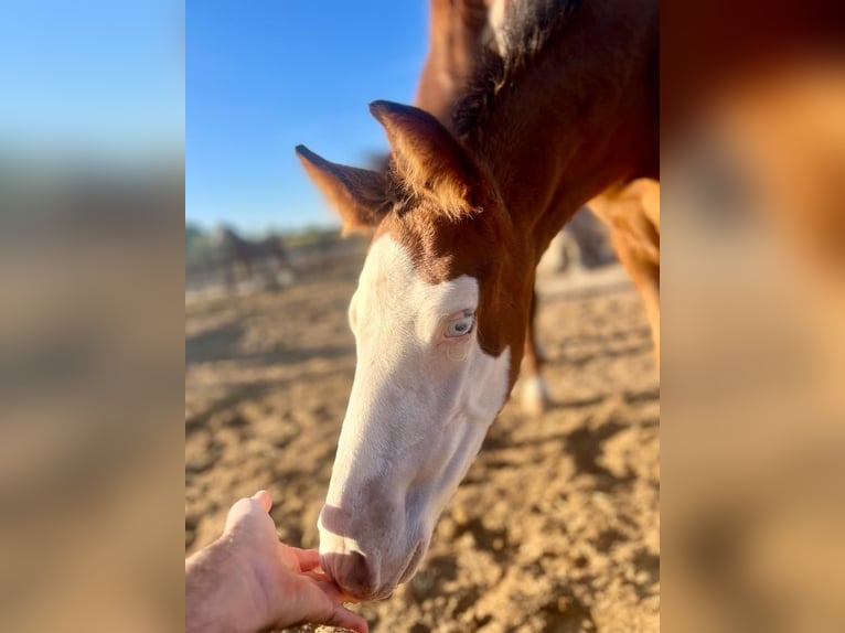 Spansk sporthäst Hingst 1 år 170 cm Brun in Archena