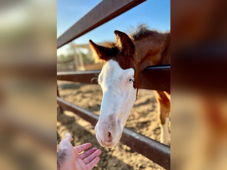 Spansk sporthäst Hingst 1 år 170 cm Brun in Archena