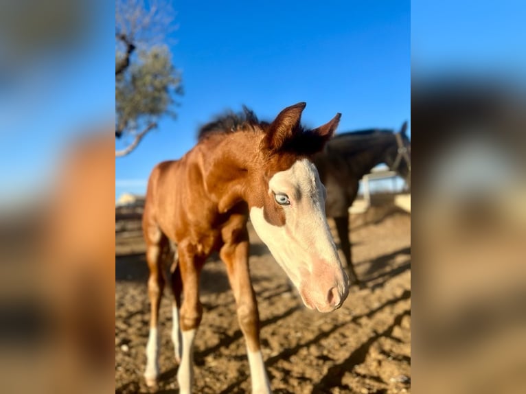 Spansk sporthäst Hingst 1 år 170 cm Brun in Archena