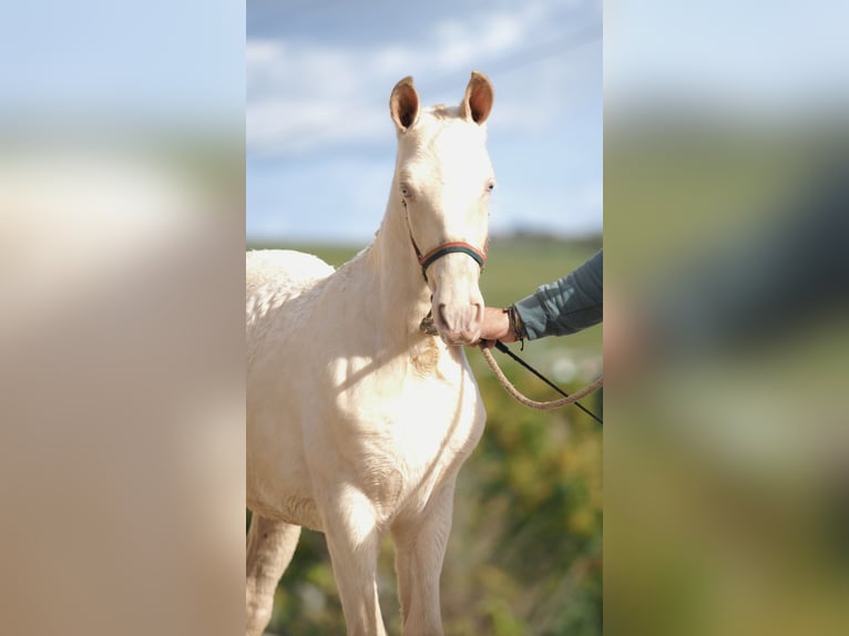Spansk sporthäst Hingst 1 år Pärla in NAVAS DEL MADRONO