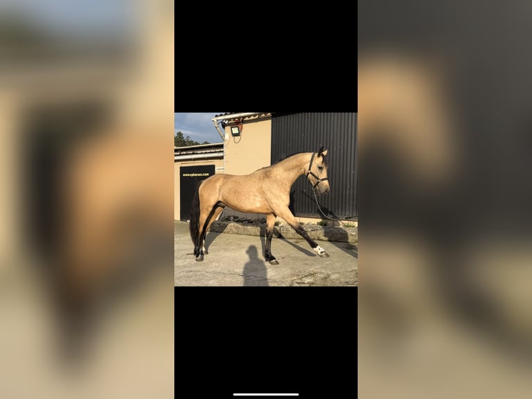Spansk sporthäst Hingst 2 år 165 cm Cremello in Vilouzas (San Salvador)