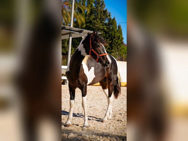 Spansk sporthäst Hingst 3 år 162 cm Tobiano-skäck-alla-färger in Rafelguaraf