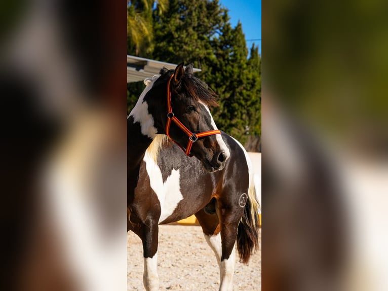 Spansk sporthäst Hingst 3 år 162 cm Tobiano-skäck-alla-färger in Rafelguaraf