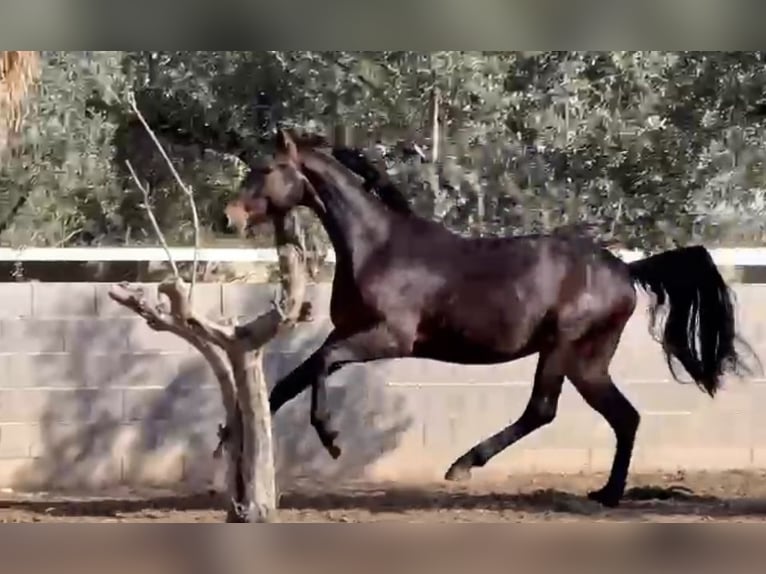 Spansk sporthäst Hingst 3 år 167 cm Mörkbrun in Alquerias De Santa Barbara