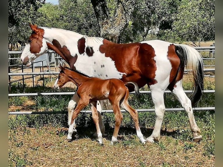 Spansk sporthäst Hingst 3 år 170 cm Brun in Aldea, La (Gijon)