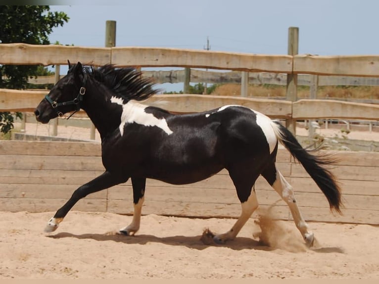 Spansk sporthäst Hingst 4 år 163 cm Pinto in Algaida