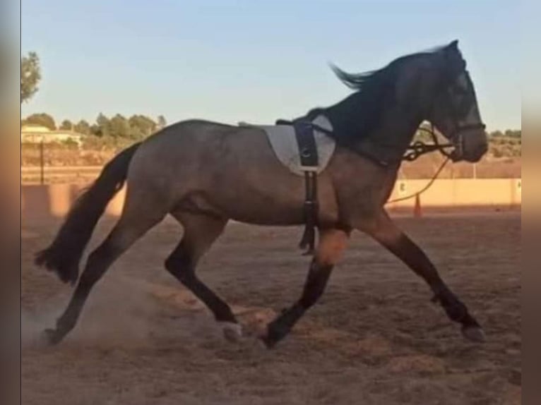 Spansk sporthäst Hingst 5 år 159 cm Black in Pedralba