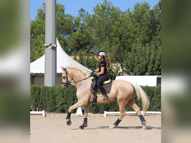 Spansk sporthäst Hingst 5 år 175 cm in Turis (Valencia)
