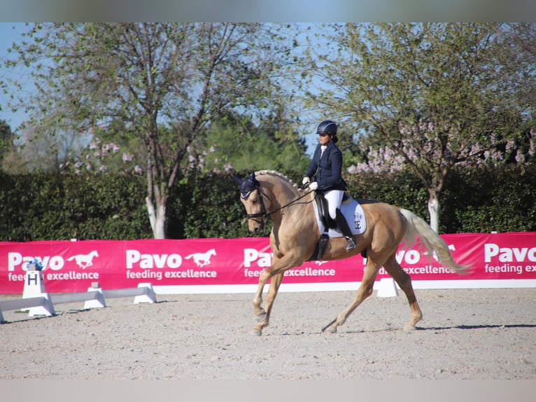 Spansk sporthäst Hingst 5 år 175 cm in Turis (Valencia)