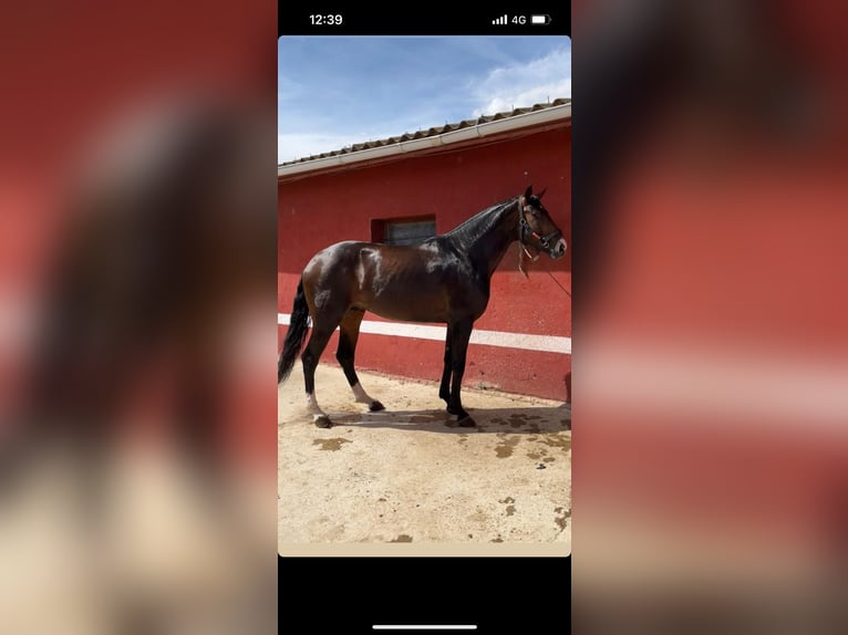 Spansk sporthäst Hingst 6 år 166 cm Brun in Madrid