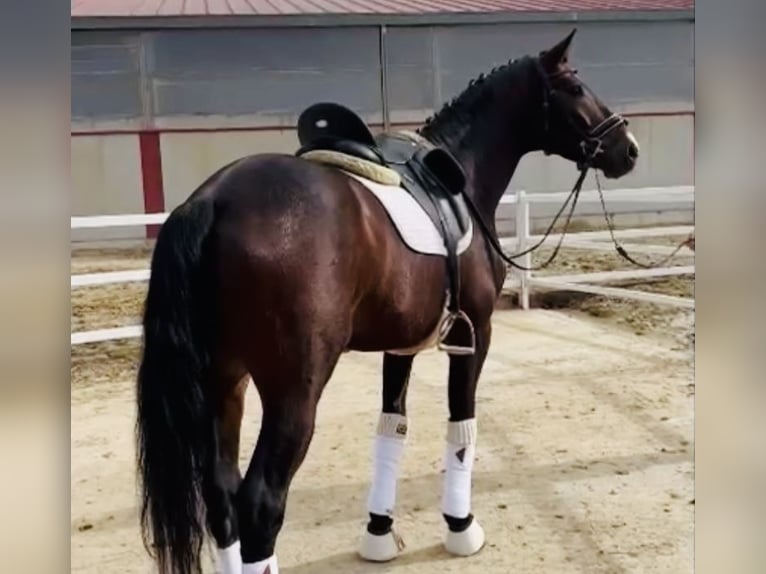 Spansk sporthäst Hingst 6 år 166 cm Brun in Madrid
