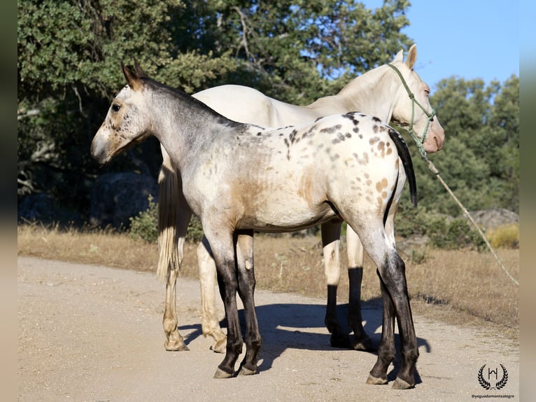 Spansk sporthäst Hingst Föl (03/2024) Leopard-Piebald in Navalperal De Pinares