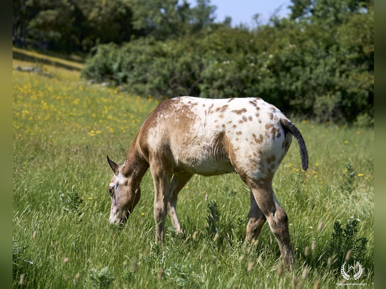 Spansk sporthäst Hingst Föl (03/2024) Leopard-Piebald in Navalperal De Pinares