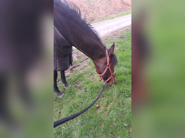 Spansk sporthäst Sto 10 år 154 cm Rökfärgad svart in Paderborn