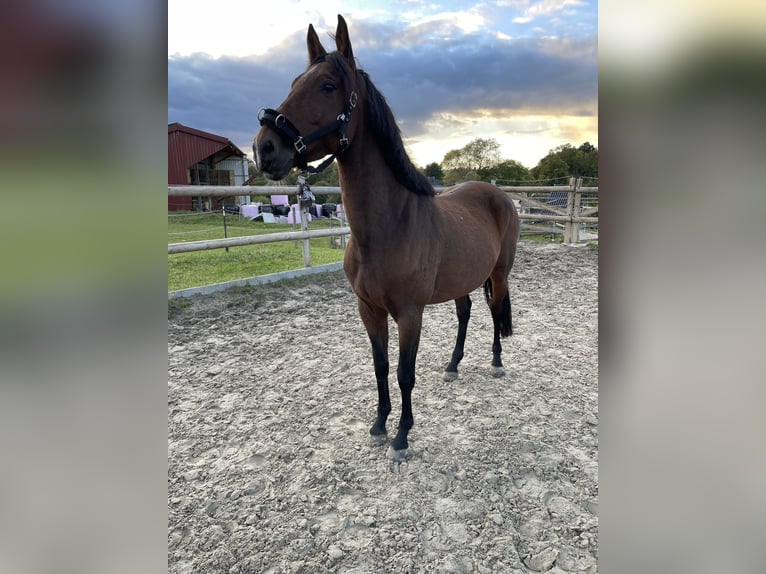Spansk sporthäst Sto 10 år 154 cm Rökfärgad svart in Paderborn