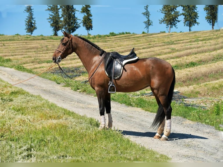 Spansk sporthäst Sto 11 år 161 cm Brun in Adelschlag