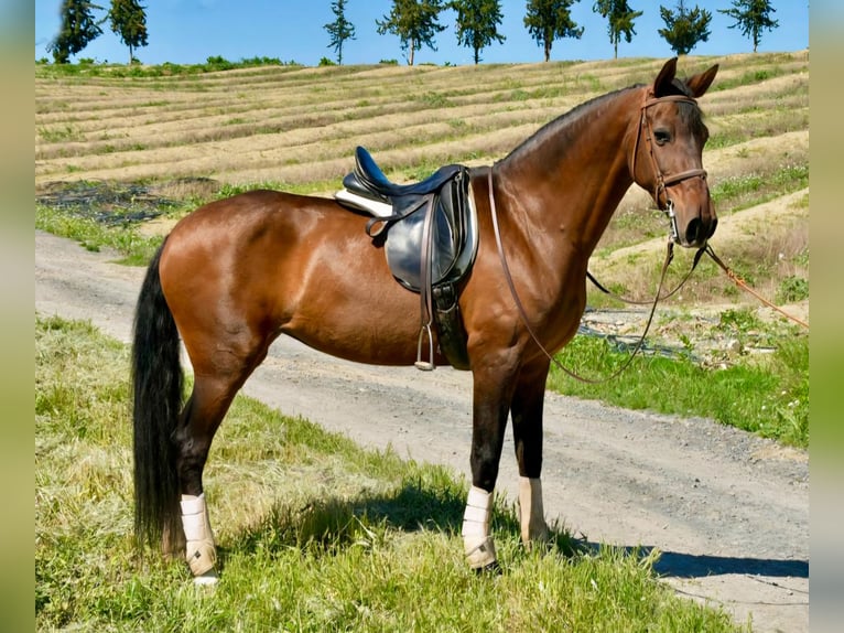 Spansk sporthäst Sto 11 år 161 cm Brun in Adelschlag