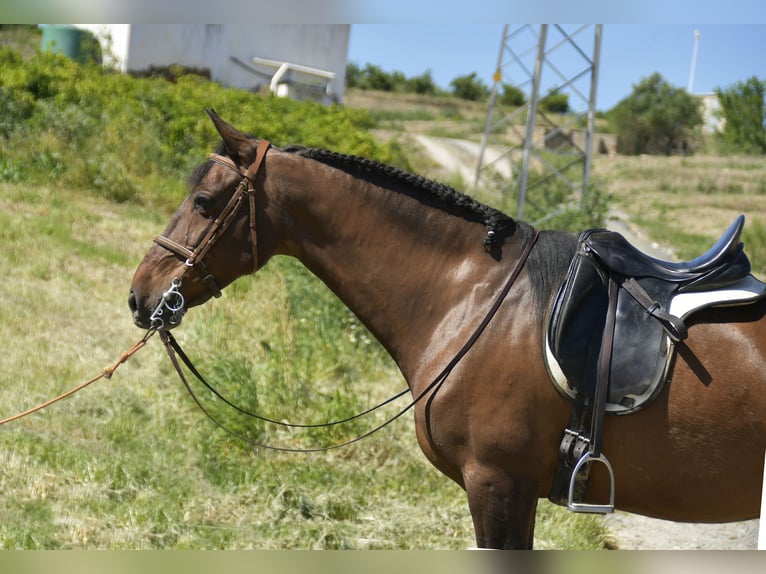 Spansk sporthäst Blandning Sto 11 år 161 cm Brun in Galaroza (Huelva)