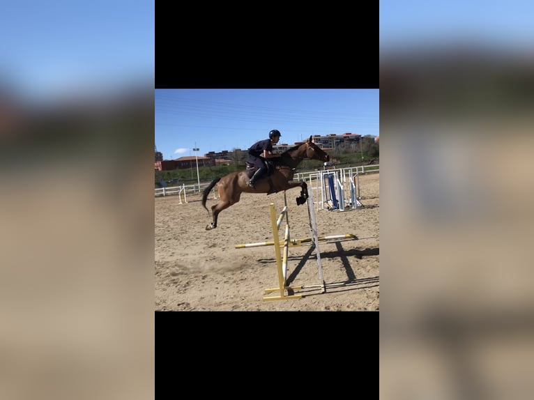 Spansk sporthäst Sto 13 år 168 cm Brun in Alcorcon