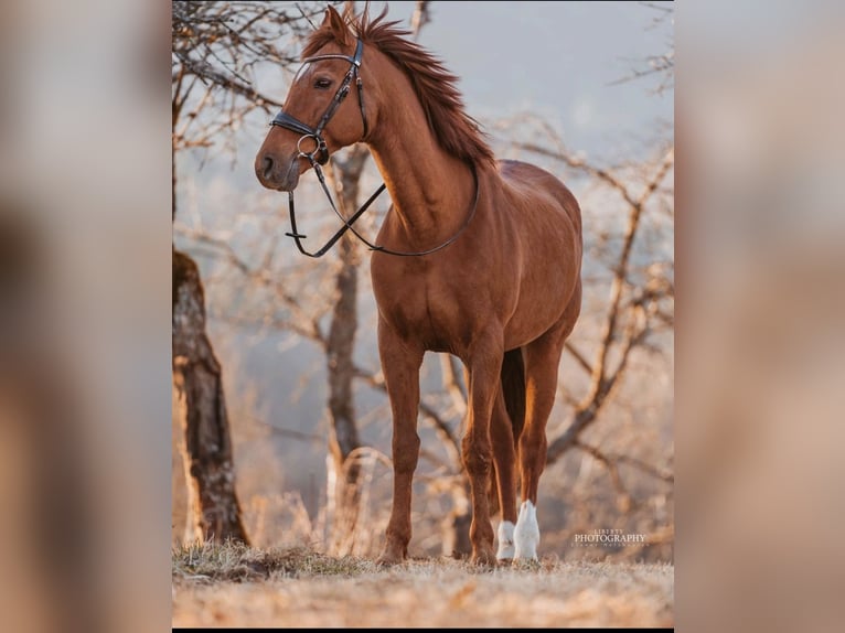 Spansk sporthäst Sto 13 år 170 cm fux in Unsleben