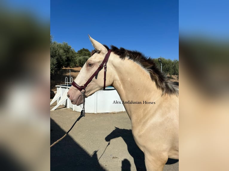 Spansk sporthäst Sto 1 år 151 cm Perlino in Sevilla