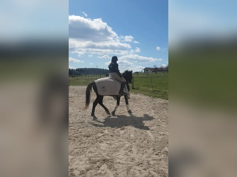Spansk sporthäst Sto 20 år 154 cm Svart in Aying