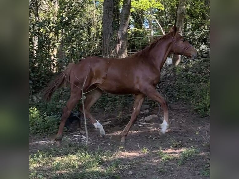 Spansk sporthäst Sto 20 år Mörkbrun in Noia