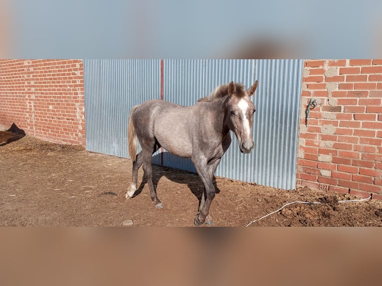 Spansk sporthäst Sto 2 år 160 cm Grå-röd-brun in Medina Del Campo