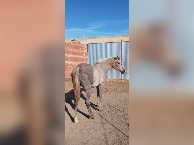 Spansk sporthäst Sto 2 år 160 cm Grå-röd-brun in Medina Del Campo