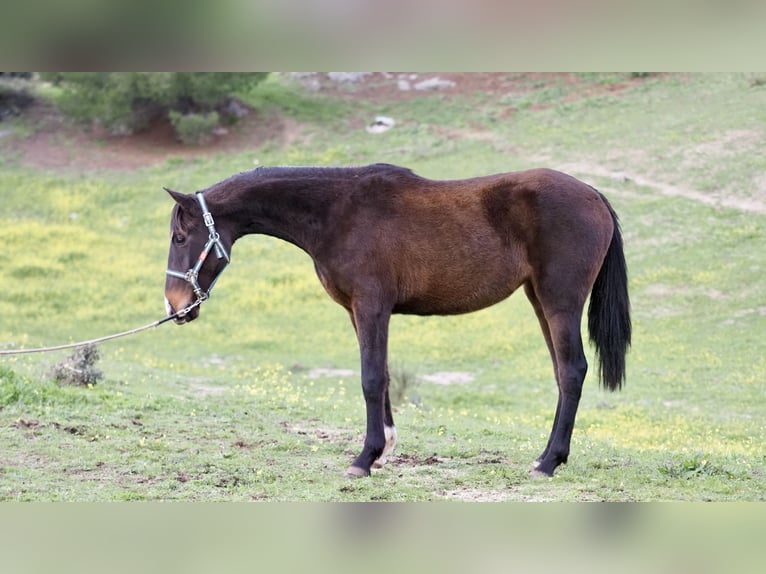 Spansk sporthäst Sto 3 år 160 cm Brun in NAVAS DEL MADRONO