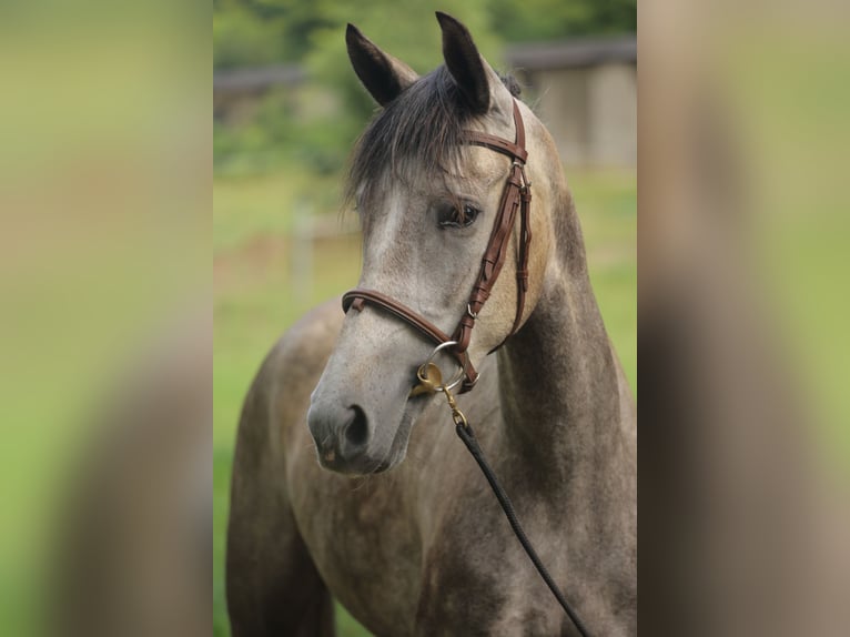 Spansk sporthäst Sto 3 år 160 cm Grå in Eickhog