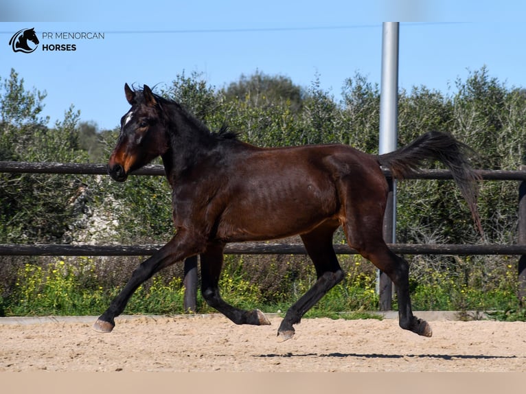 Spansk sporthäst Sto 4 år 160 cm Brun in Menorca