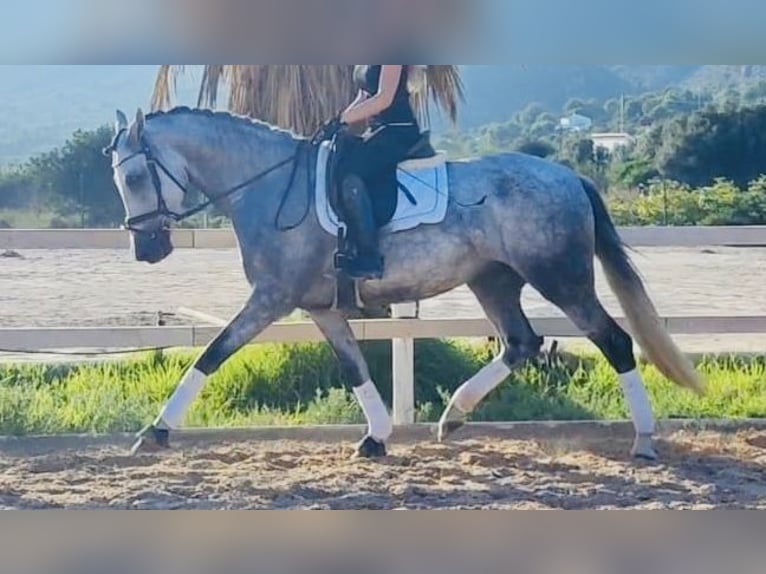Spansk sporthäst Sto 5 år 164 cm in Madrid