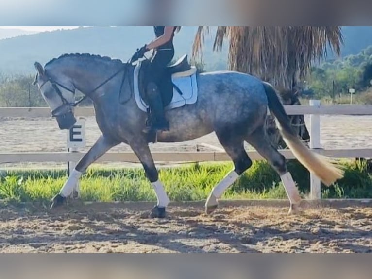 Spansk sporthäst Sto 5 år 164 cm in Madrid
